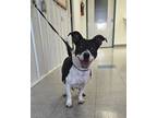 Adopt Tinker a Terrier, Mixed Breed
