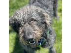 Adopt Curly Sue a Standard Poodle