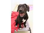 Adopt Mimi a Pit Bull Terrier, Mixed Breed