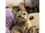 Adopt Blossom a Domestic Short Hair