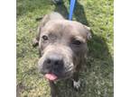 Adopt Lucy a Pit Bull Terrier