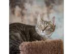 Adopt Jossie a Domestic Short Hair