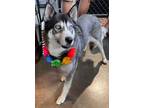 Adopt Suzie a Siberian Husky