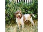 Australian Labradoodle Puppy for sale in Boring, OR, USA