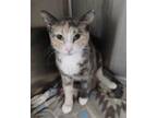 Adopt BLUE a Domestic Short Hair