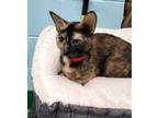 Adopt JOLENE a Domestic Short Hair