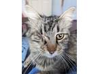 Adopt Vivian a Domestic Medium Hair