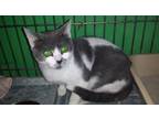 Adopt Gremlin a Domestic Short Hair