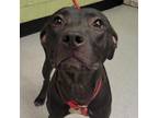 Adopt ALMA a Staffordshire Bull Terrier