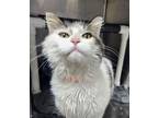 Adopt Maeve a Domestic Long Hair, Domestic Short Hair