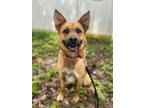 Adopt Lucy a German Shepherd Dog, Pit Bull Terrier