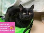 Adopt GLORIA a Domestic Short Hair