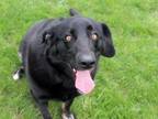 Adopt STARLIGHT a Labrador Retriever, Mixed Breed