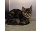 Adopt Felicity a Domestic Short Hair