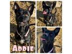 Adopt Addie a Staffordshire Bull Terrier