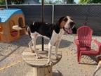 Adopt Iris a Treeing Walker Coonhound