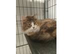 Adopt Keke a Domestic Long Hair