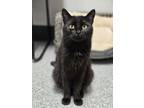 Adopt Electra a Domestic Short Hair