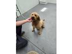 Adopt Joy a Golden Retriever, Standard Poodle