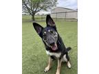 Adopt Penelope a German Shepherd Dog, Mixed Breed