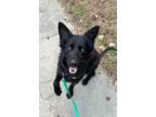 Adopt Zoodle a Border Collie, Labrador Retriever