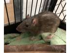 Adopt A051072 a Rat