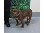 Adopt SHELLY BEE a Pit Bull Terrier