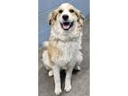 Adopt Claire**NOT AVAILABLE UNTIL 4/26/24 a Great Pyrenees, Mixed Breed