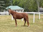 Tennessee Walker registered Mare 4 years old