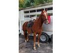Chestnut Quarterhorse For Sale