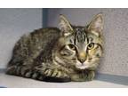 Adopt Dorothy a Domestic Short Hair