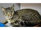 Adopt Daisy a Domestic Short Hair