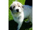 Adopt Queen a Great Pyrenees, Mixed Breed