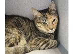 Adopt Peaches a Domestic Short Hair