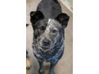 Adopt Becky a Australian Cattle Dog / Blue Heeler