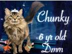 Adopt Chunky a Domestic Medium Hair