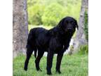 Adopt Molly a Labrador Retriever, Standard Poodle