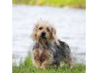 Adopt Jezabell a Yorkshire Terrier
