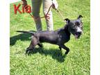 Adopt Kia a Pit Bull Terrier