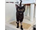 Adopt Bellatrix a Domestic Short Hair