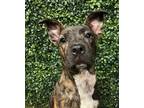 Adopt Firefly a Pit Bull Terrier