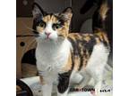 Adopt Pearl a Domestic Short Hair