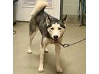 Adopt Stormy a Husky