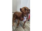 Adopt Shilo a Dachshund