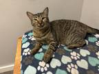 Adopt Louisa (paired with Punch) a Domestic Short Hair