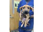 Adopt MARGO a Black Mouth Cur, Mixed Breed