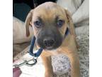 Adopt Quip a Mixed Breed