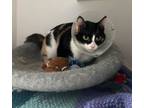 Adopt Bannet a Domestic Short Hair