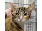 Adopt Good Charlotte a Domestic Short Hair