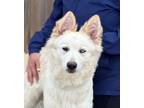 Adopt Cassie a Husky, Mixed Breed